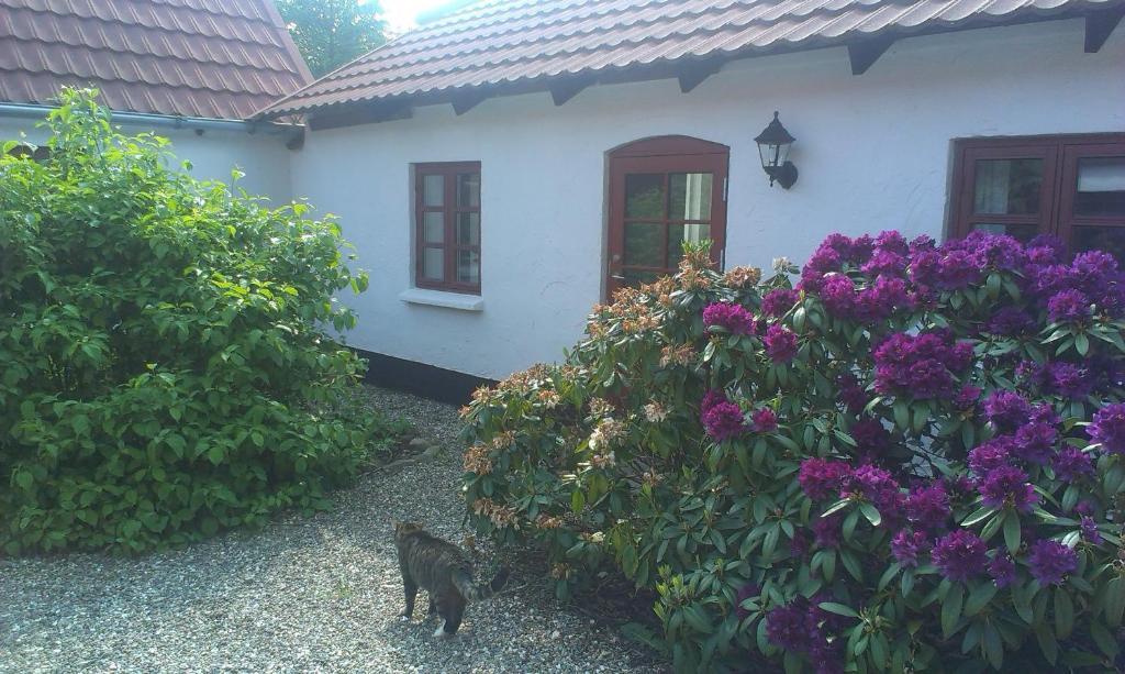 Vranum Guesthouse Viborg Buitenkant foto
